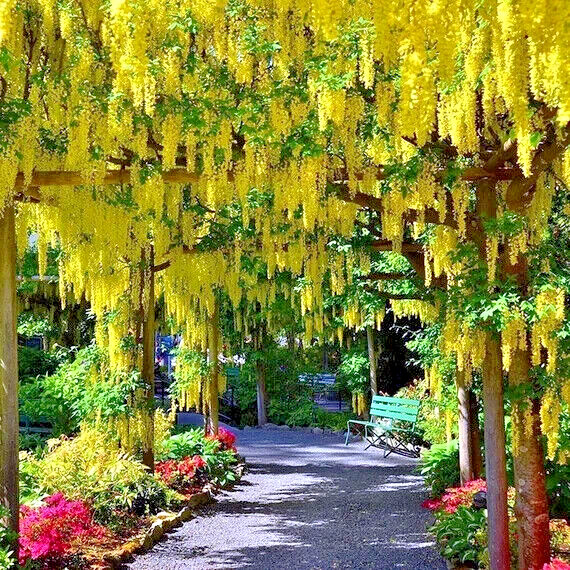 GOLDEN CHAIN TREE SEEDS (Laburnum anagyroides) “Wisteria Like” Flowering Plant