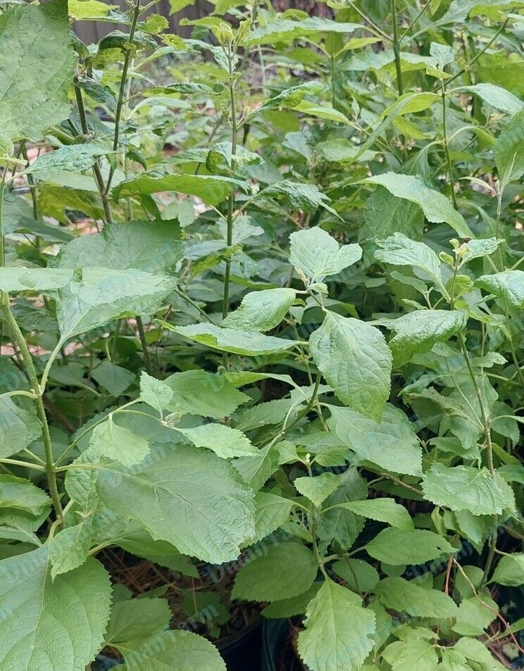 8 FRESH CUTTINGS FRENCH MULBERRY PURPLE BEAUTY BERRY BUSH CALLICARPA AMERICANA