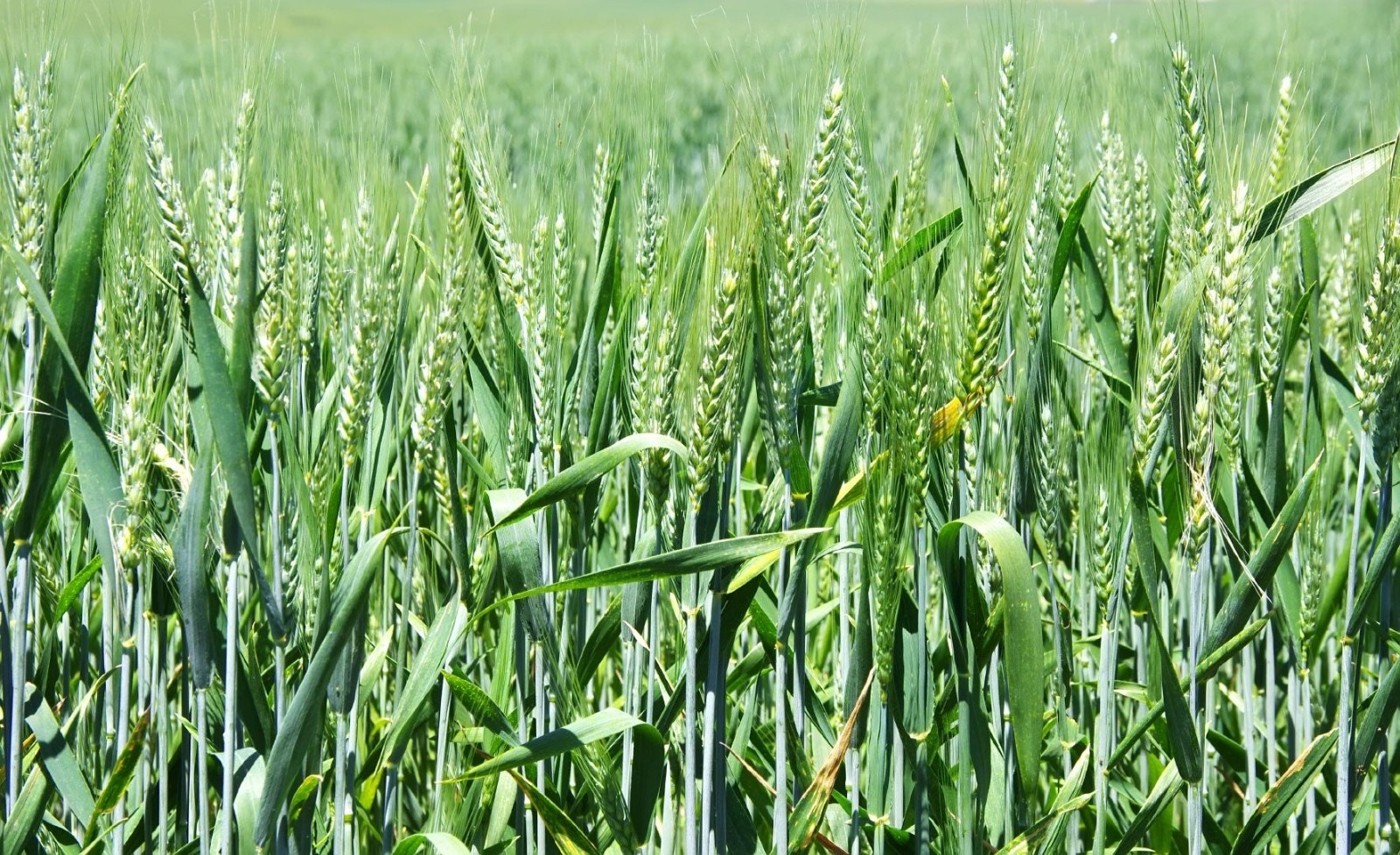 Fast Growing Wheat Forage Seed 2 lb. Wildlife Cover Crop