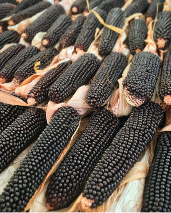 Dakota Black Popcorn Seeds | Popping Purple Blue Ornamental Pop Corn Seeds 2023