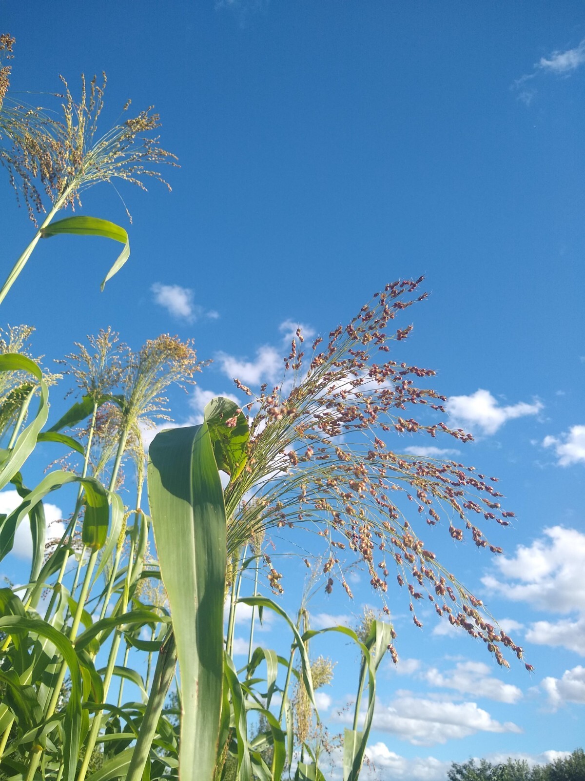 Broom Corn Seed ~ (Sorghum bicolor) ~ Heirloom ~ Multicolor ~