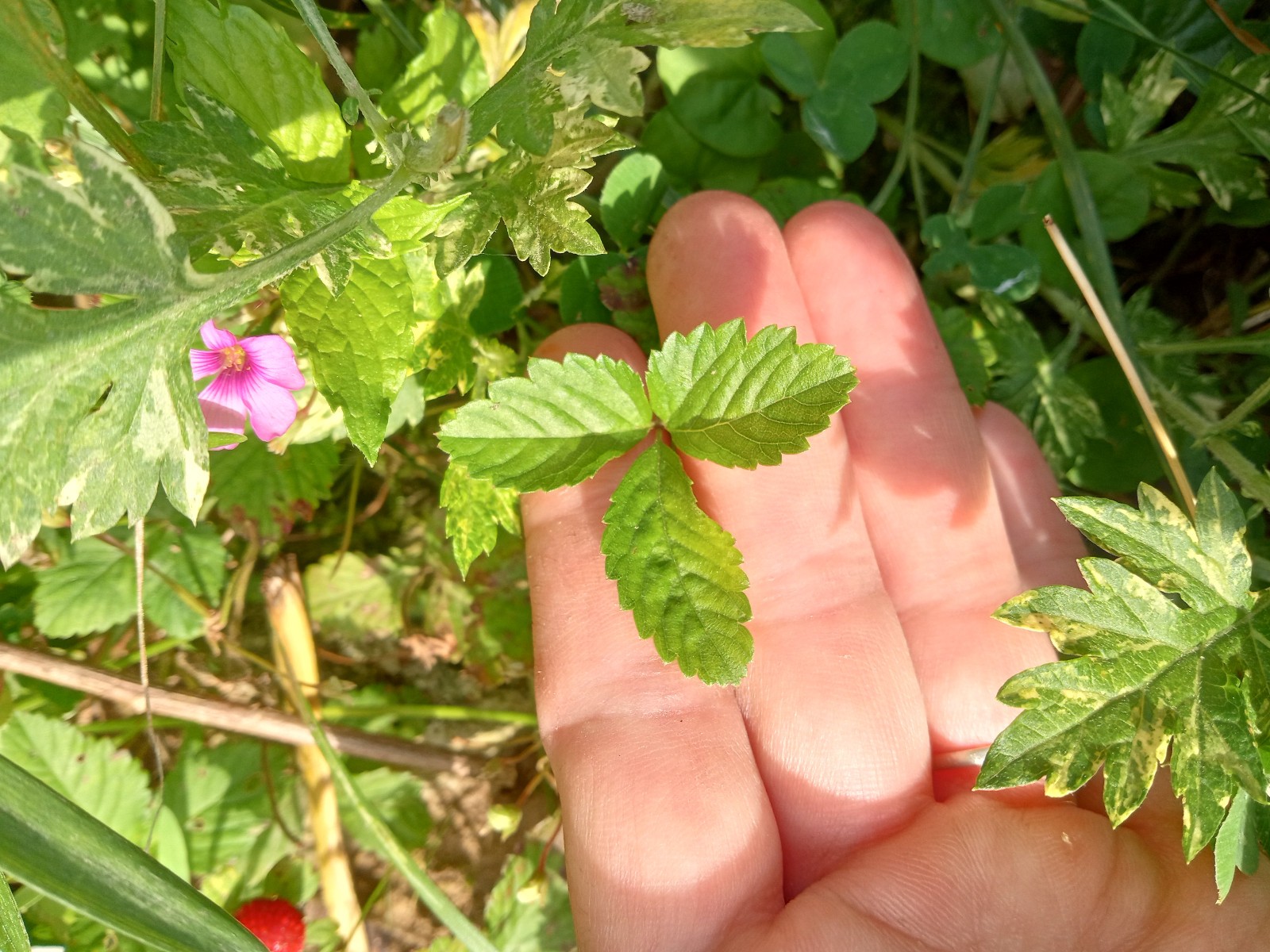 Wild Strawberry/Indian Strawberry ( Duchesnea indica) Ground Cover- 2 Plants