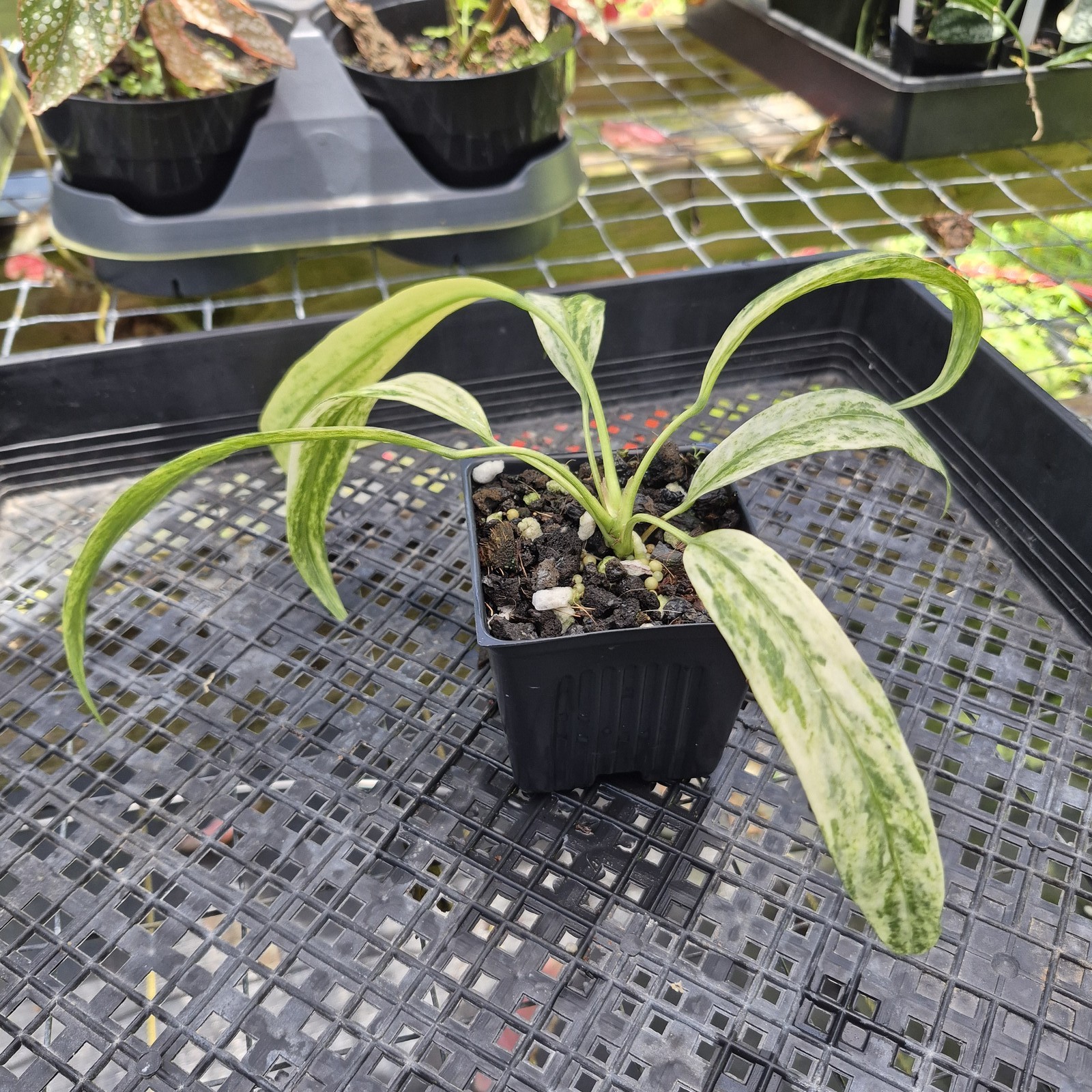Anthurium Vittarifolium , Exact Plant Variegated Ships Nationwide