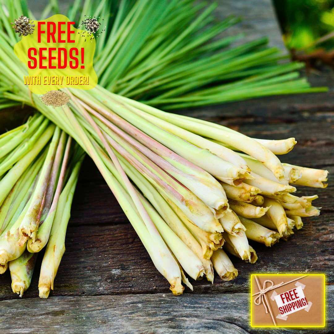 Fresh Lemongrass Herb Seeds | Xiang Mao | Heirloom Non-GMO | Asian Herb Seeds