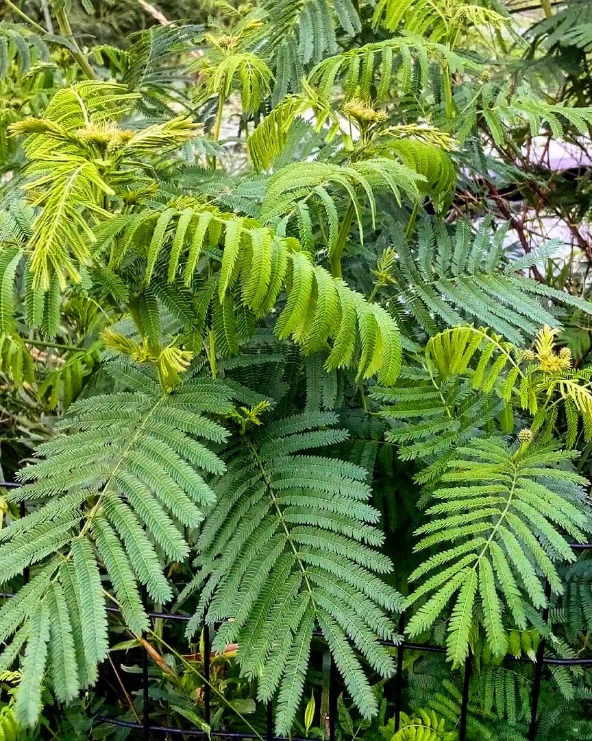 Legume and Grass Companion Plant Mix – Acacia, Desmanthus, Phalaris
