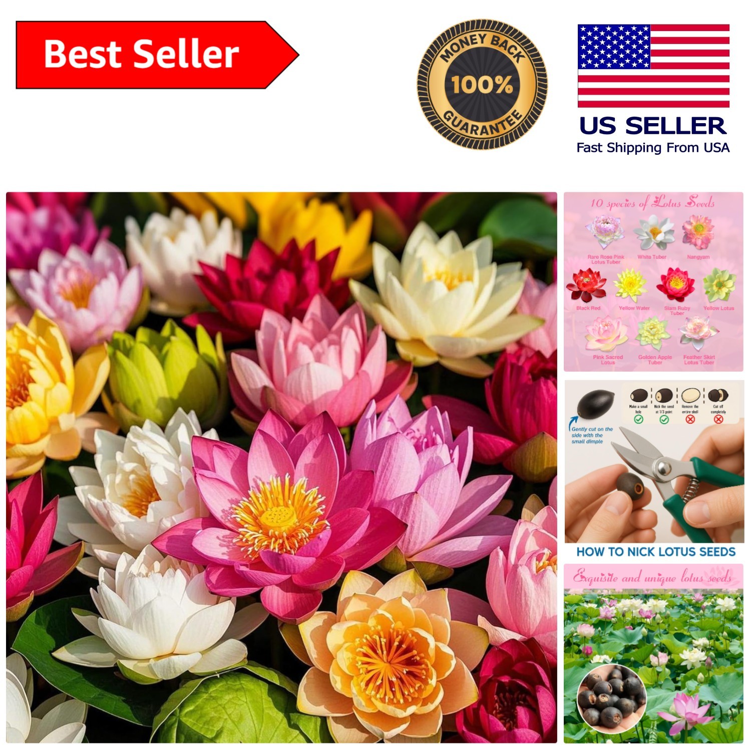 High Germination Lotus Seeds – 200 Mixed Colors with Planting Guide Included