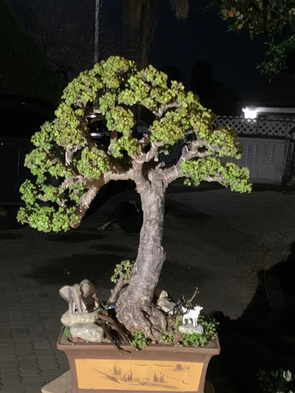 Portulacaria Afra Bonsai Tree Live Jade Indoor Succulent Elephant Bush 30″ Tall
