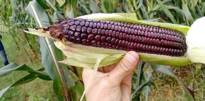 Tlaxcala Conico Morado Corn Seeds (1 lb) / MEXICAN HEIRLOOM / Non-GMO / RARE