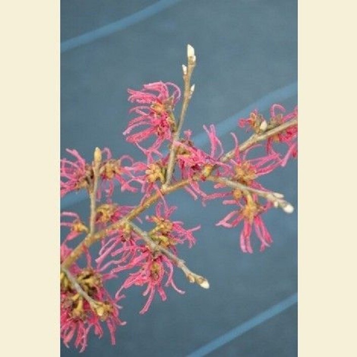 10 TSUKUBANA-KUREAI WITCH HAZEL SEEEDS – Hamamelis japonica ‘Tsukubana-kureai’
