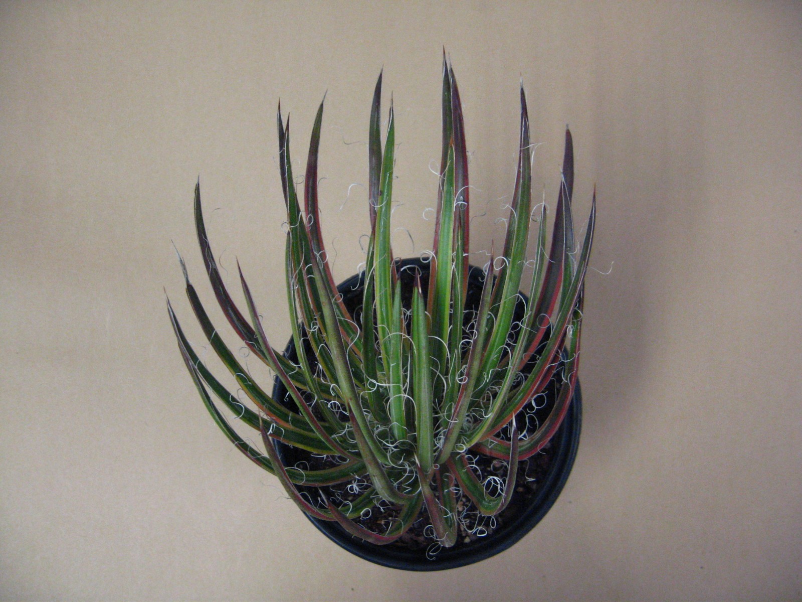Agave “Leopoldii II” Marginata Aurea — Rare Succulent