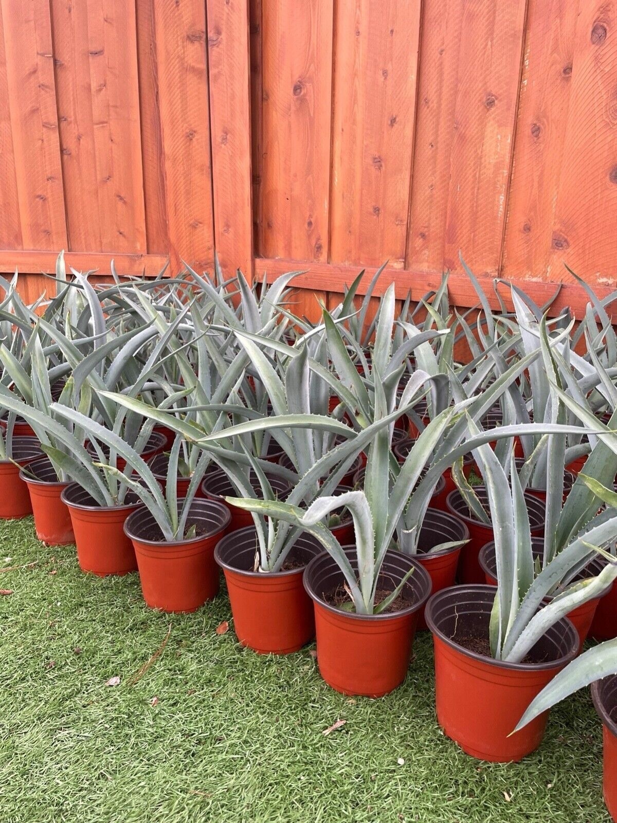 14″ Blue Agave Plant Planter (A Tequilana) Indoor/Outdoor Succulent Home Decor