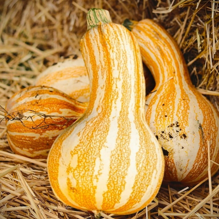 Orange Striped Cushaw Pumpkin Squash Seeds (10) / Organic / Florida Grown