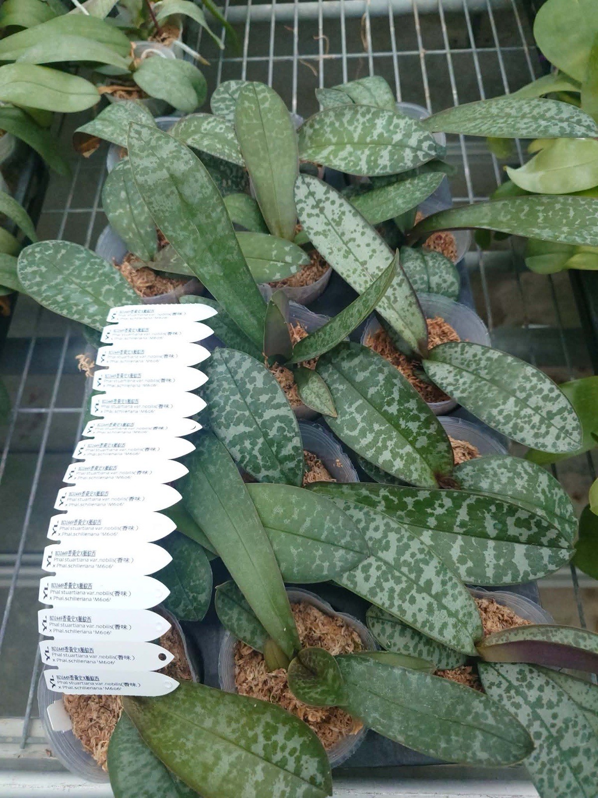 Phalaenopsis (stuartiana var. nobillis x schilleriana ‘M606’)