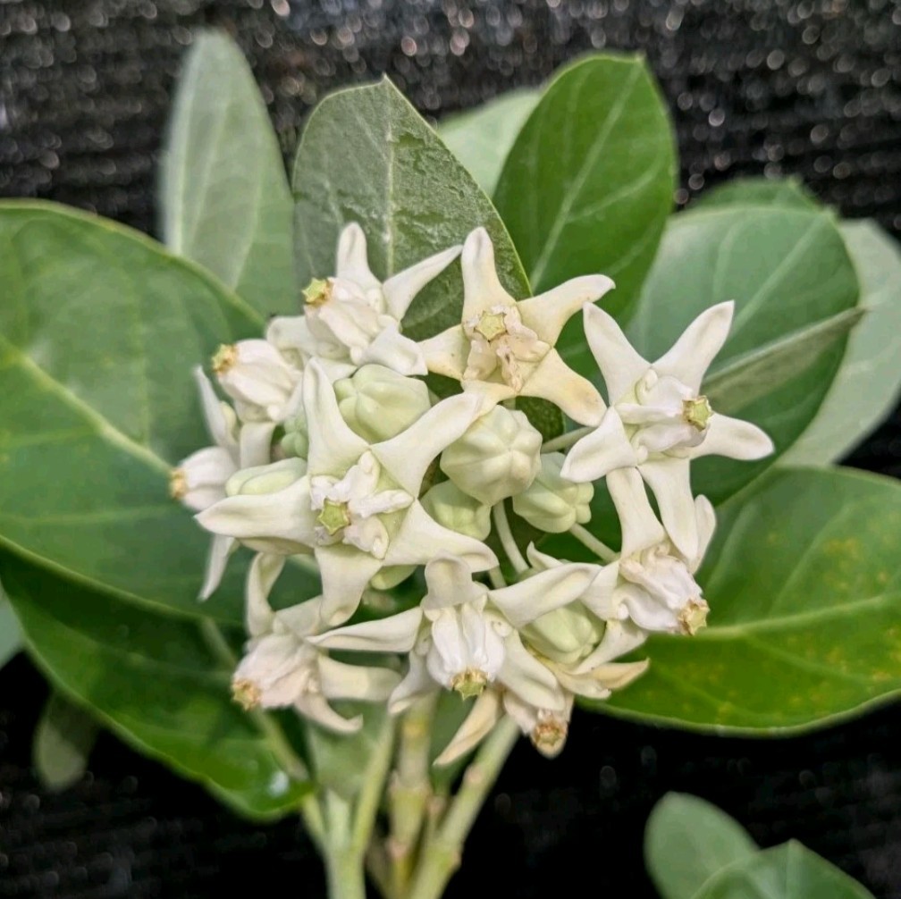 Giant Milkweed Cuttings White Calotropis gigantea Crown Flower Butterfly Plant