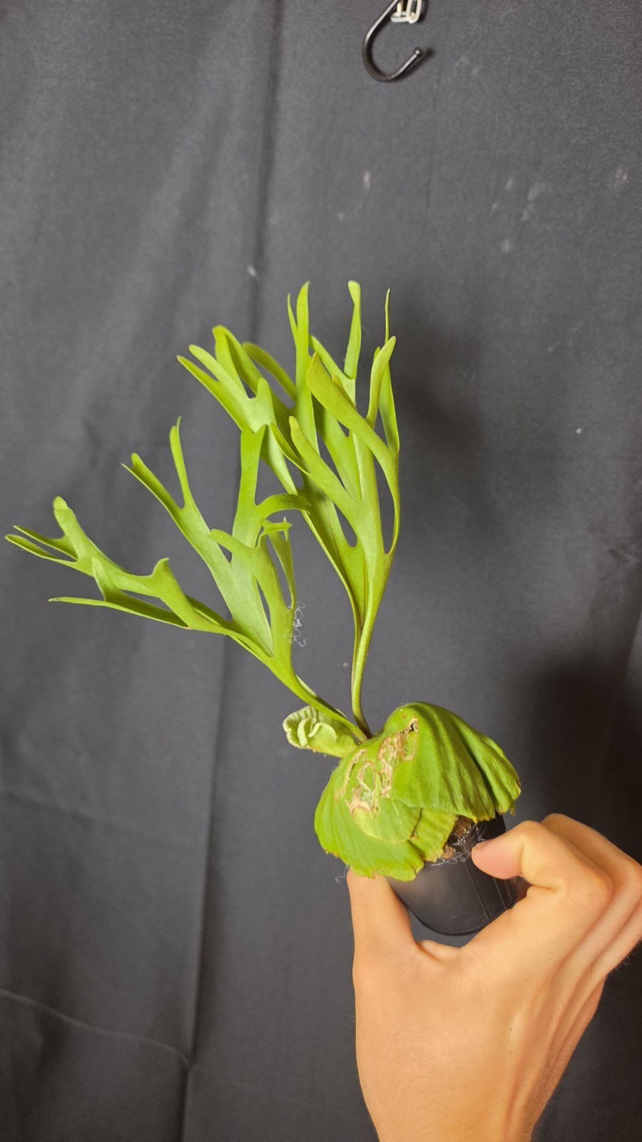 RARE Platycerium Ridleyi “Nano” USA SELLER