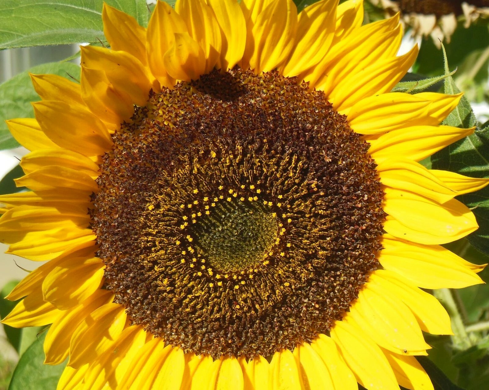 25 Giant Titan Sunflower Seeds Huge 24 inch Heads Big Fat Seeds