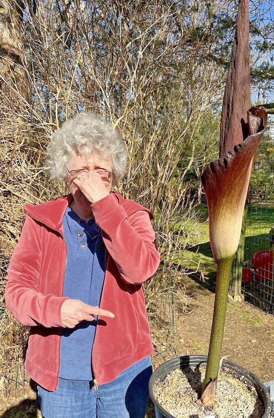 AMORPHOPHALLUS KONJAC ‘Leo’s Song’ 1 Dormant Bulb (Voodoo Lily) Arisaema