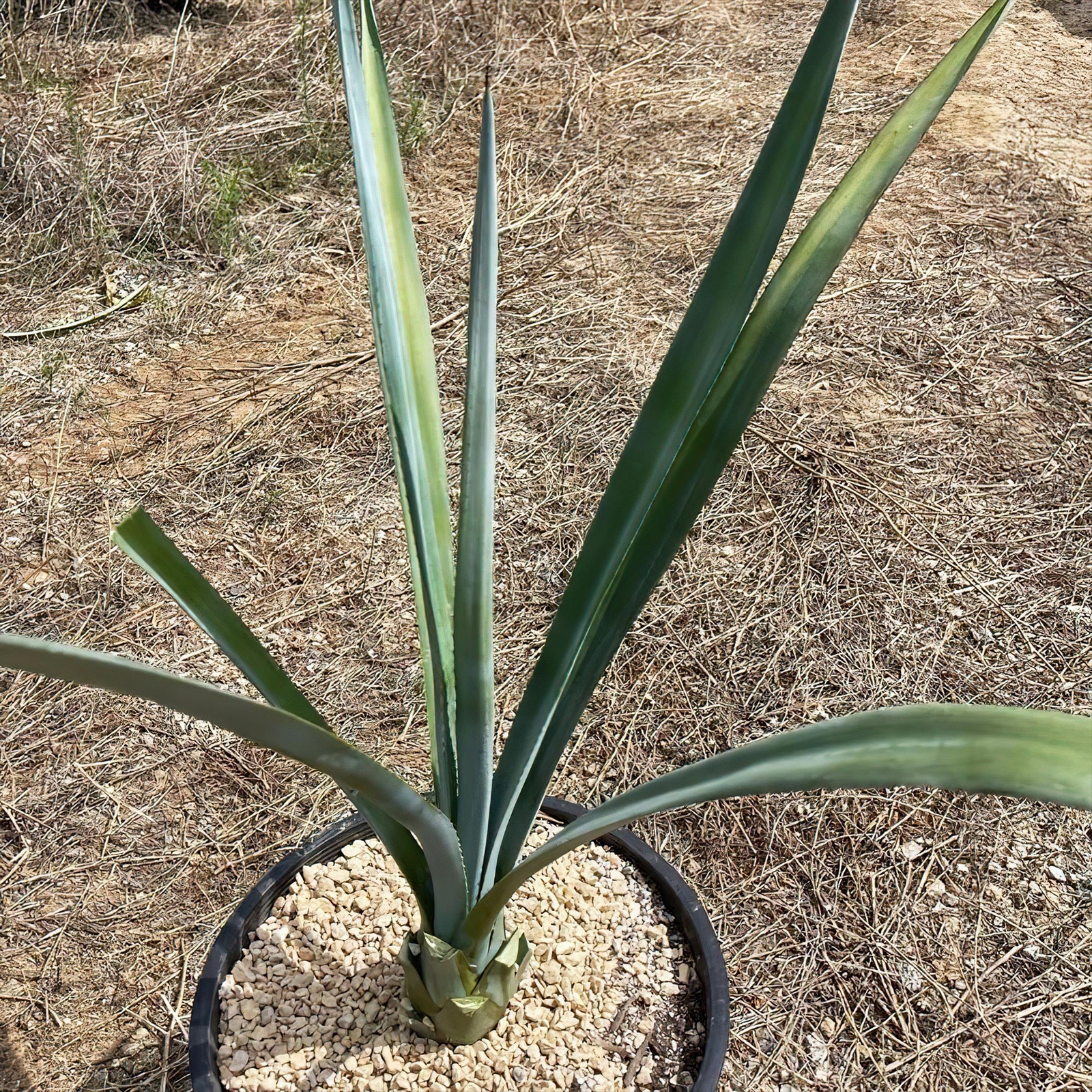 Blue agave – Agave Tequilana ‘Tequila Plant’ cactus Cacti Succulent real live pl