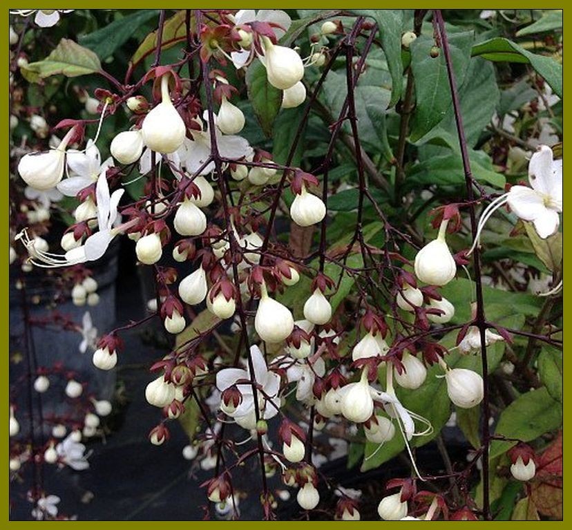 LIGHT BULBS Tropical Plant Chains of Glory Unusual White Flowers Clerodendrum