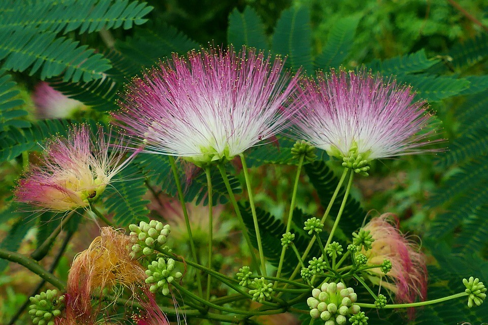 MIMOSA Tree 3-4 Ft Live Flowering Shade Trees BEAUTIFUL Home Silk Tree Plants