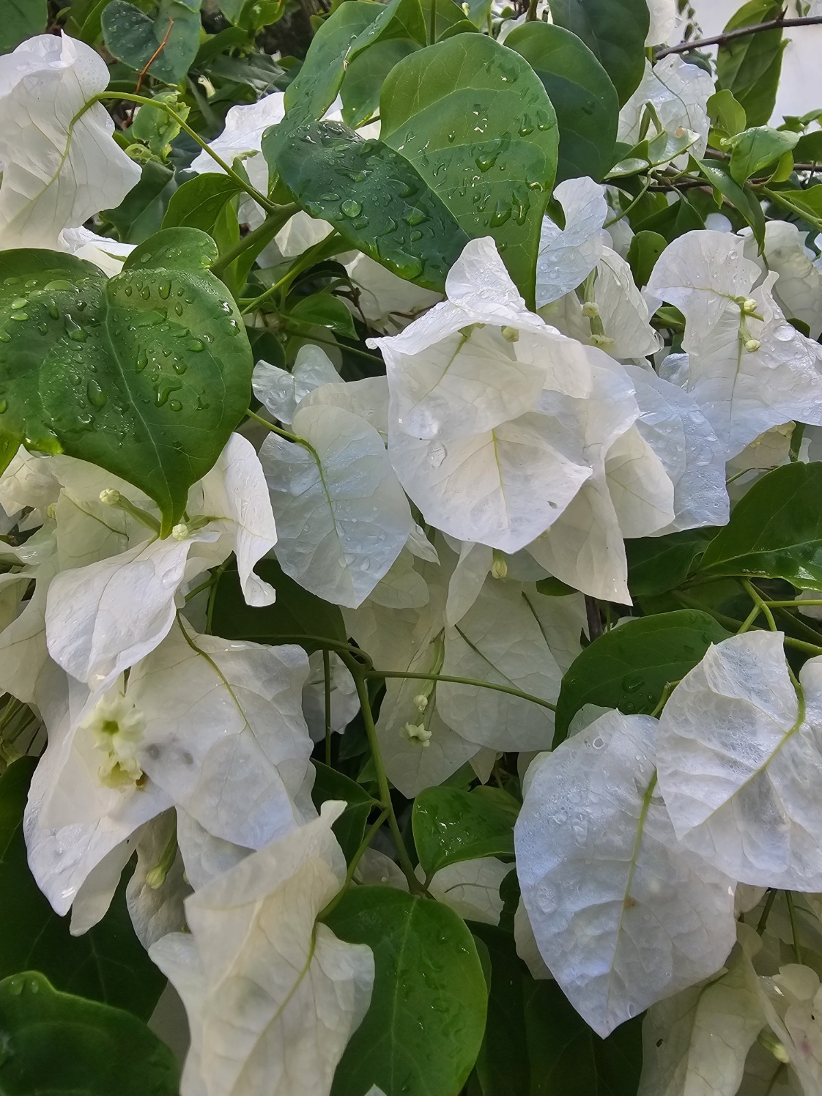 Paperflower Bougainvillea White Flower 🌸 Plant 🌱, 8 FRESH CUTTINGS!!