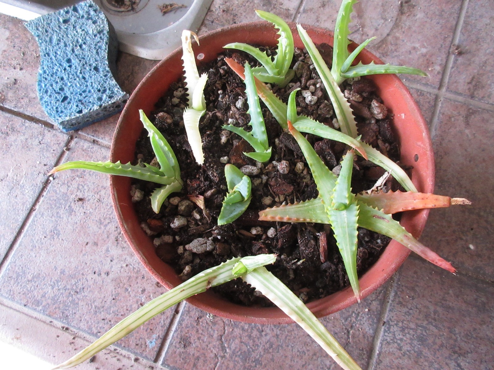 Tree Aloe Arborescens Variegated Yellow 10 small pups