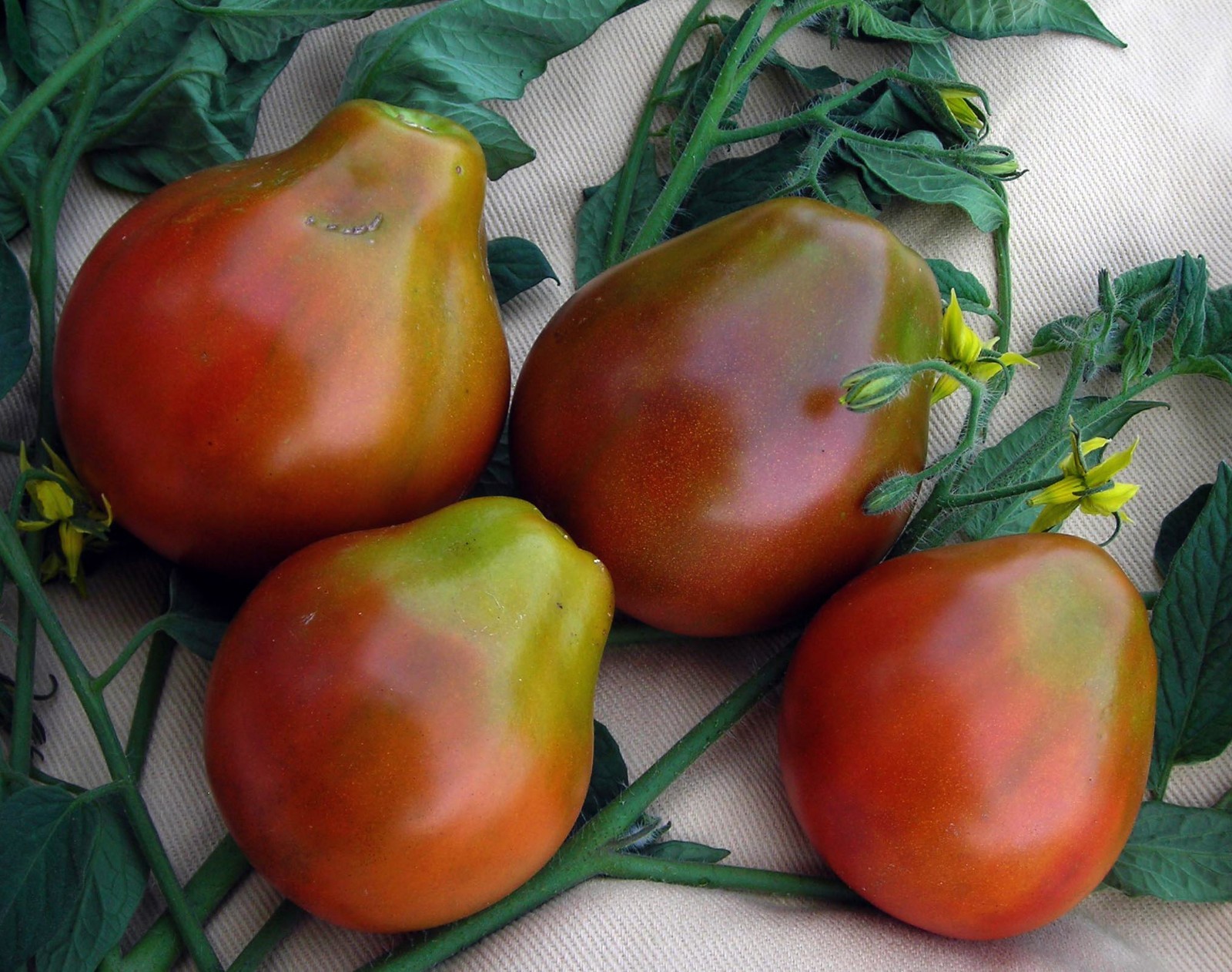 Black Truffle Tomato Seeds, Japanese Black Trifele, NON-GMO, Potato Leaf