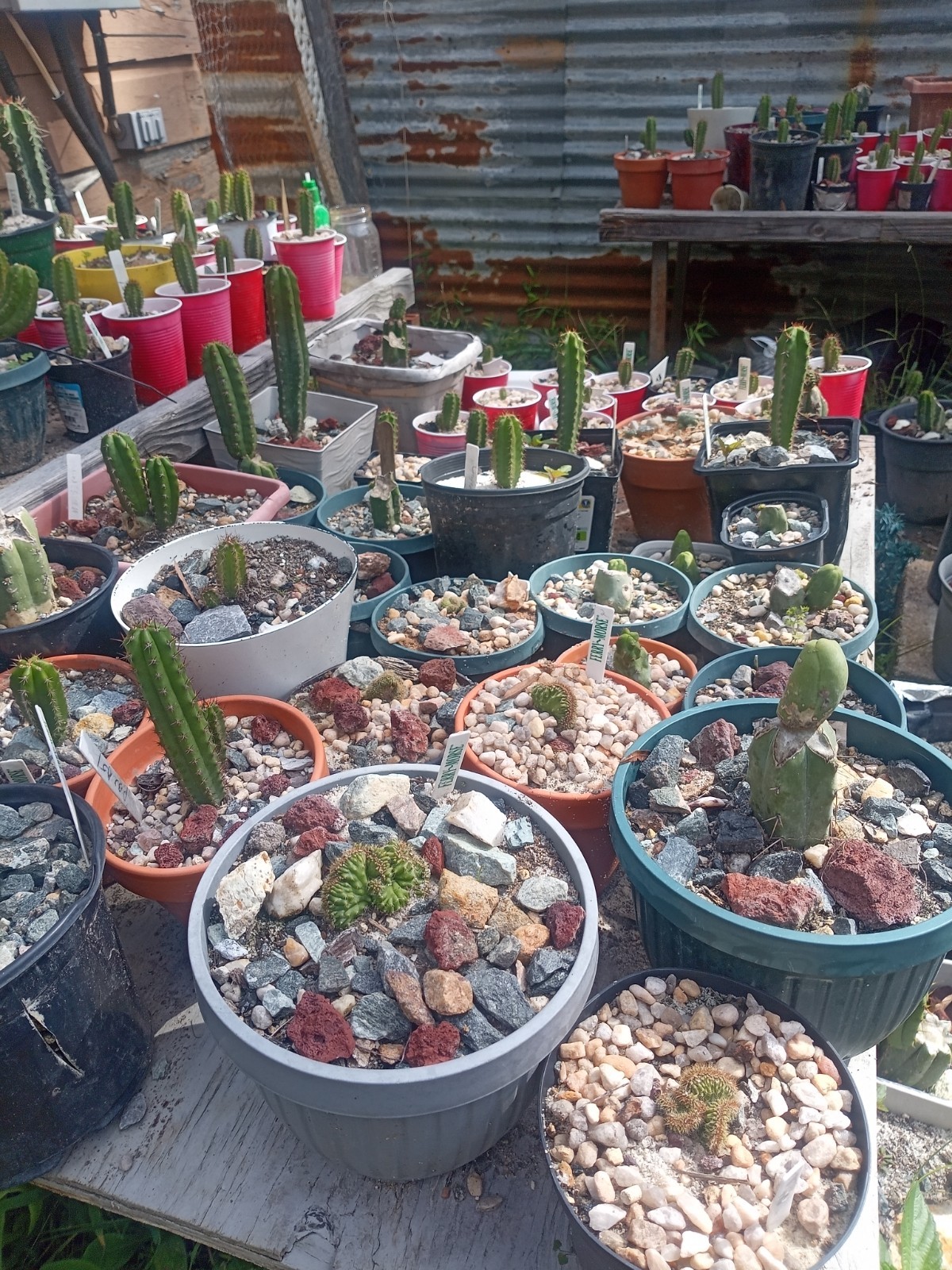 Echinopsis Rare Seed Grown Yearling packs of 5 for 20$?Cultivars In Description