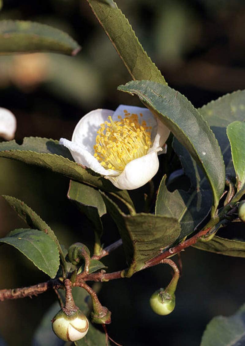 Tea Plant Seeds for Planting – 6 Seeds of Camellia Sinensis Herb Seeds – Made in