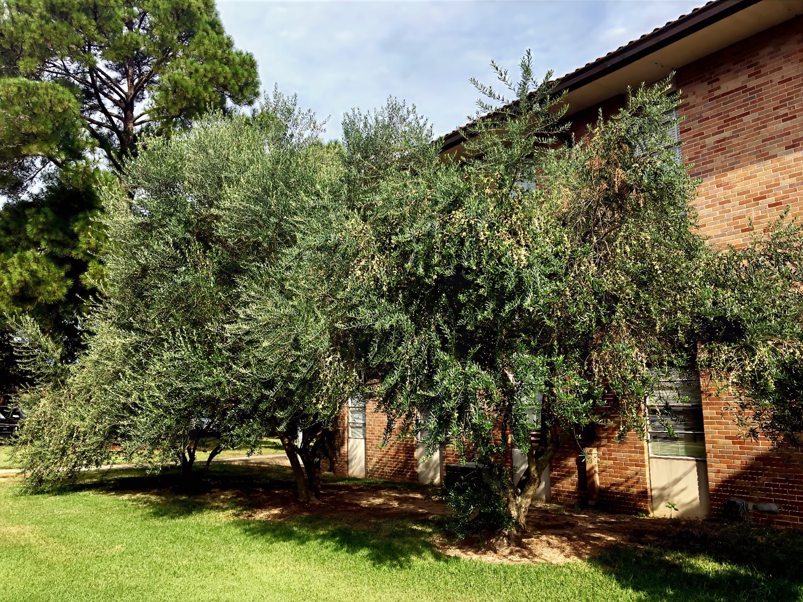 10 CANINO OLIVE TREE SEEDS (Olea europaea) European Common Edible Fruit Plant