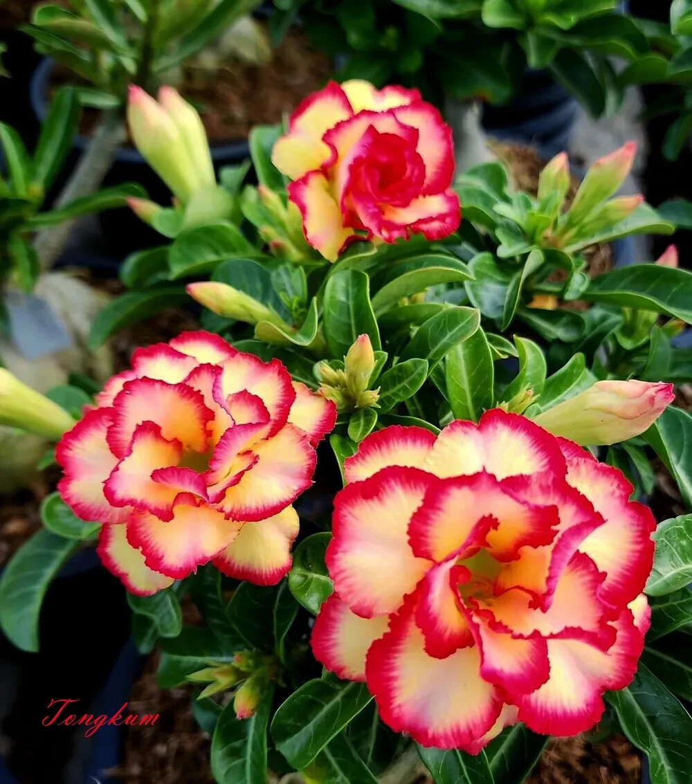 TONGKUM ~ Desert Rose Adenium Obesum SMALL Rooted Seedling Plant