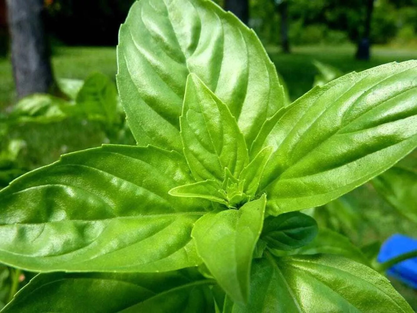 3000+ LEMON BASIL SEEDS – Ocimum Basilicum – HERB – ORGANIC – HEIRLOOM – NON GMO