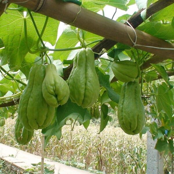1 Chayote Plant Vegetable Live Plant 10” With Pot Ready To Plant