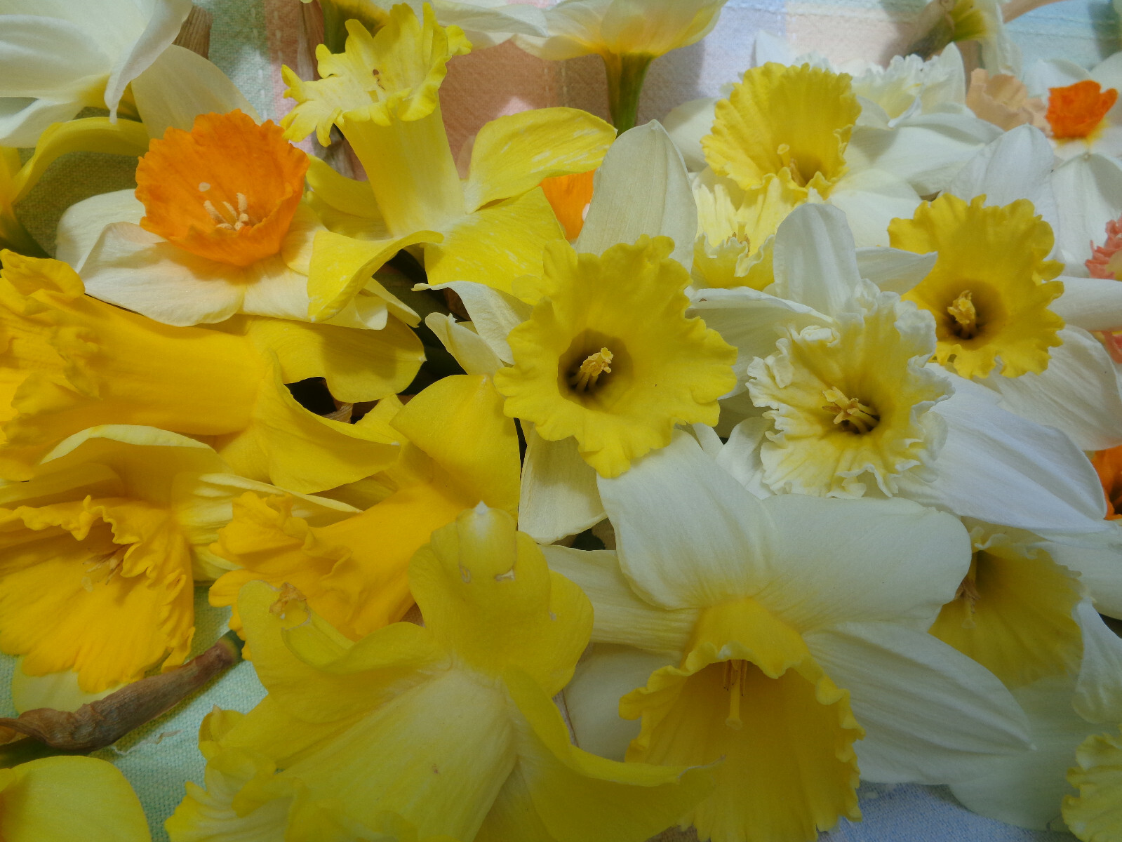 100 fresh DAFFODIL SEEDS Narcissus Jonquils PLANT IN SUMMER / FALL *PlsREAD*