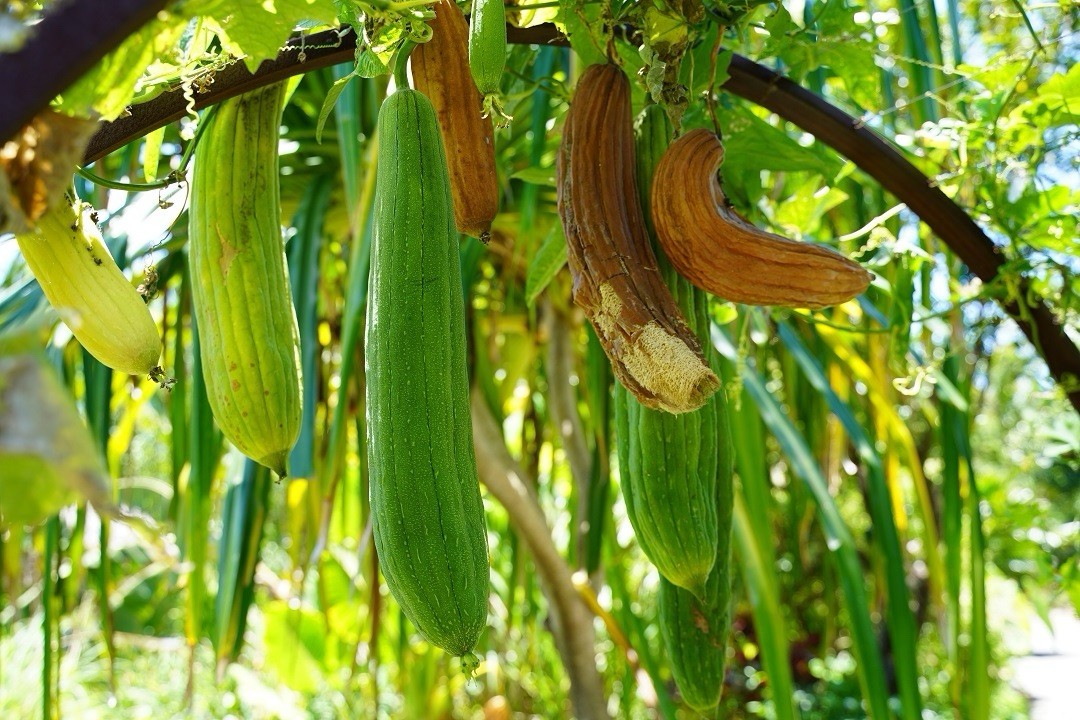 10+ LUFFA GOURD SEEDS – LOOFAH SPONGE GOURD garden FREE SHIPPING