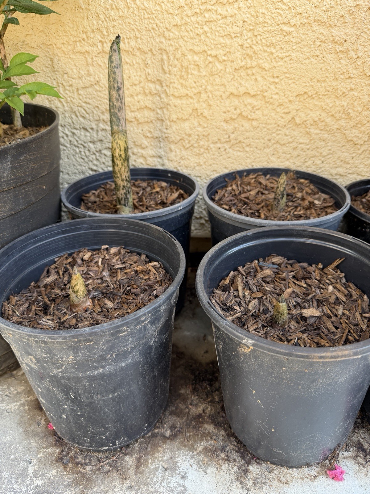 Amorphophallus Konjac One Gallon Pot Corpse Lilly