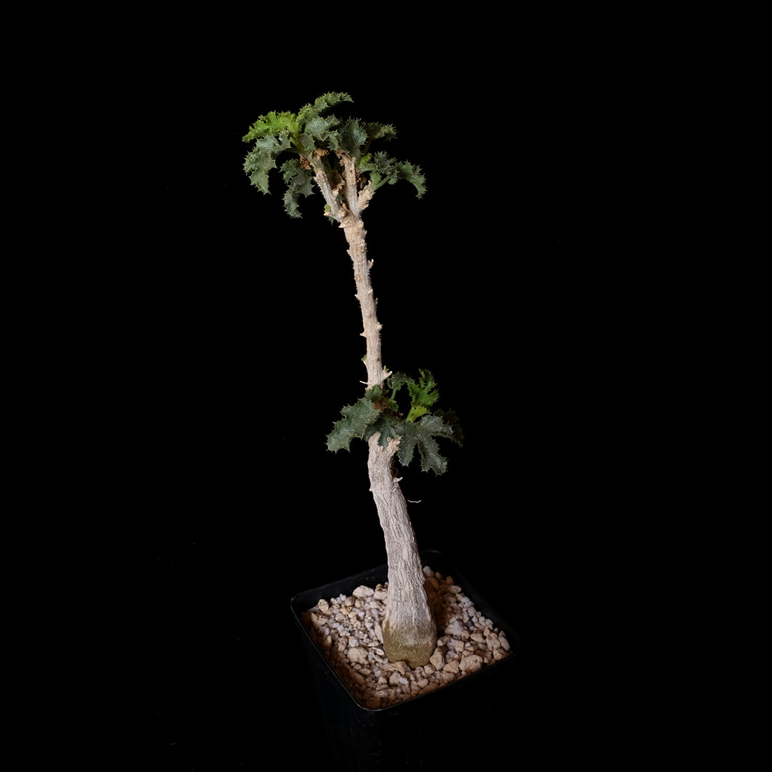 Dendrosicyos socotranus – 4″ pot – Caudiciform