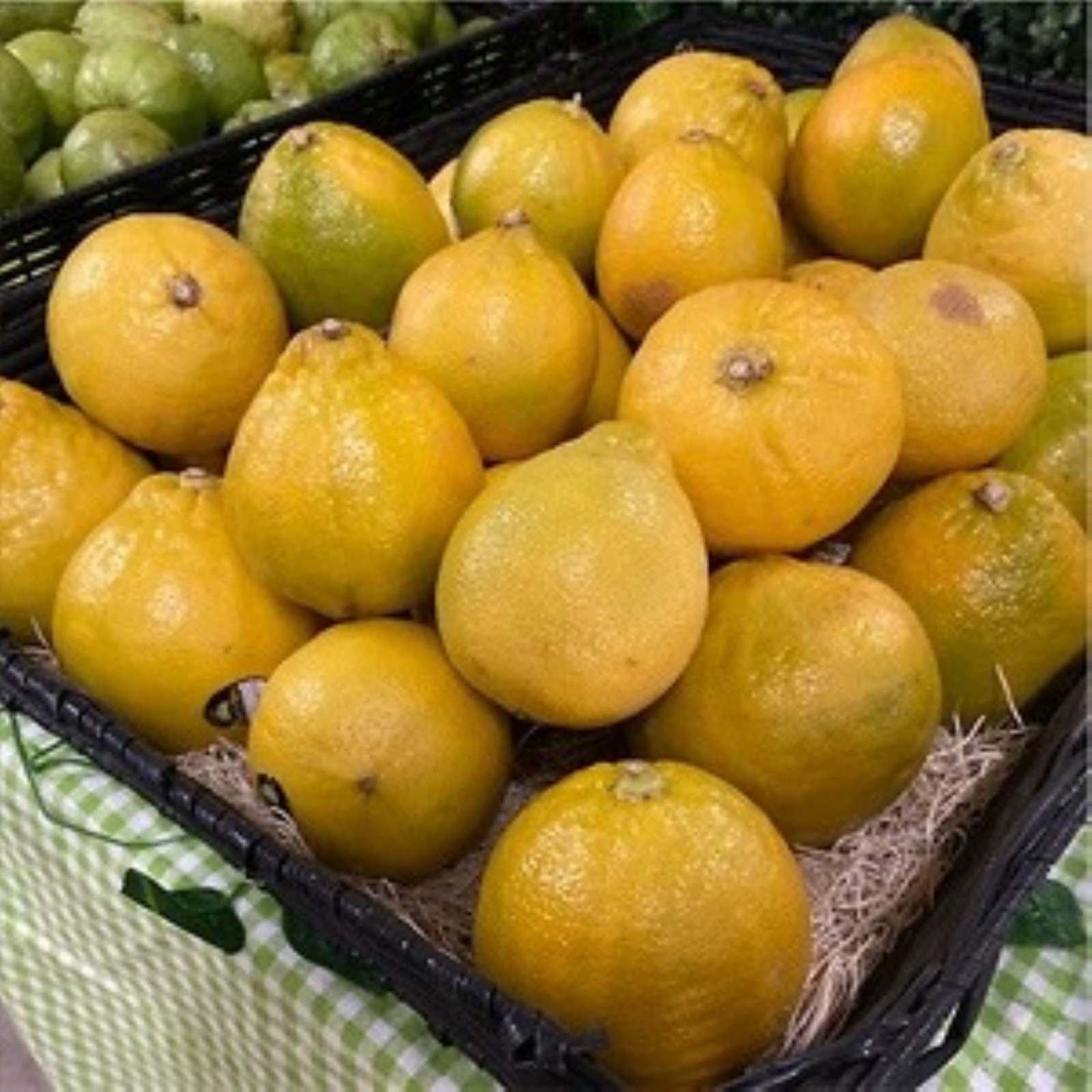 Bergamot Semi-Dwarf Orange Tree 24″-36″ tall, grafted Not for Az, Fl, La, Tx, Ak