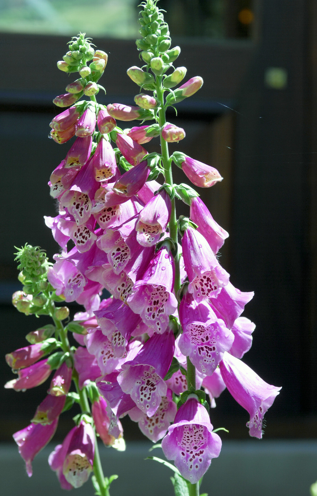 Purple Wildflowers Seed Collection | Grow Your Own Purple Wlidflowers Garden!