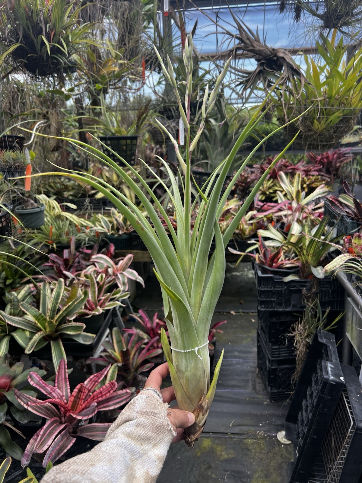 Tillandsia Queen Colossus