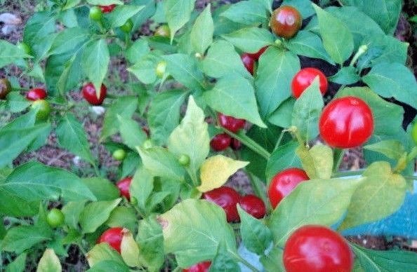 Red Hot Cherry pepper seeds non-gmo heirloom open pollinated