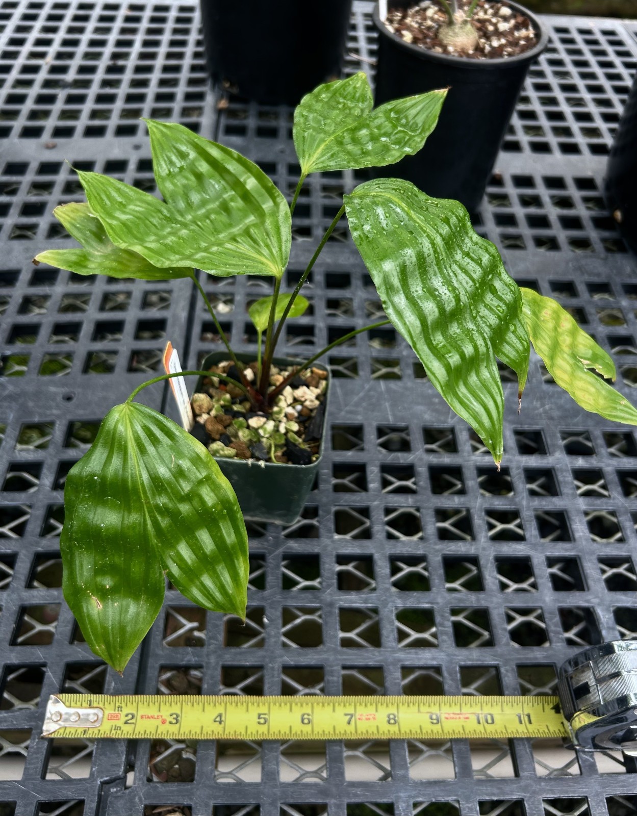 Dicranopygium sp. nov. Putomayo-established offset of a rare rheophytic cyclanth