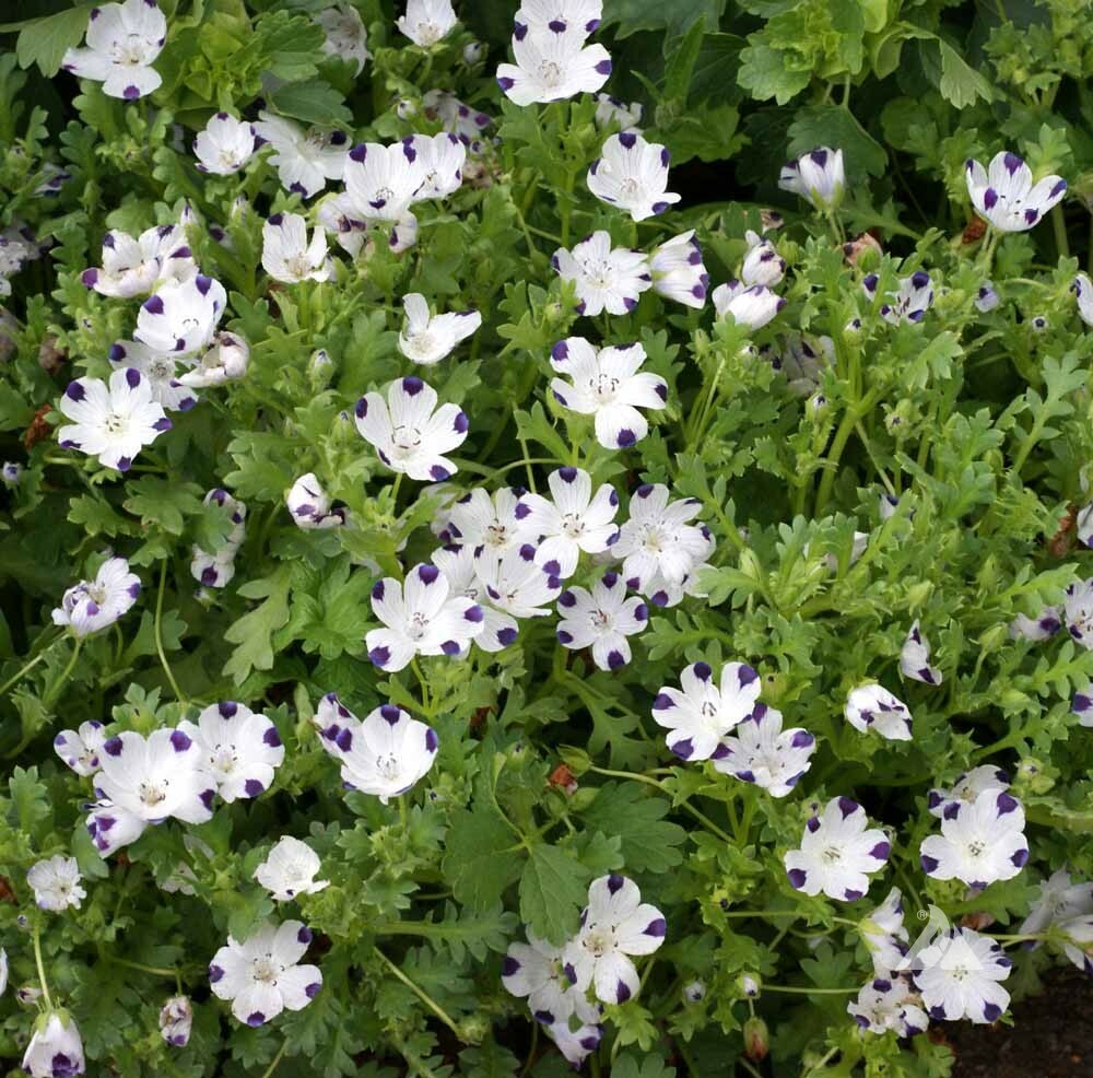 Five-Spot / Buffalo Eyes Nemophila Native Sun or Shade Spring Non-GMO 200 Seeds!