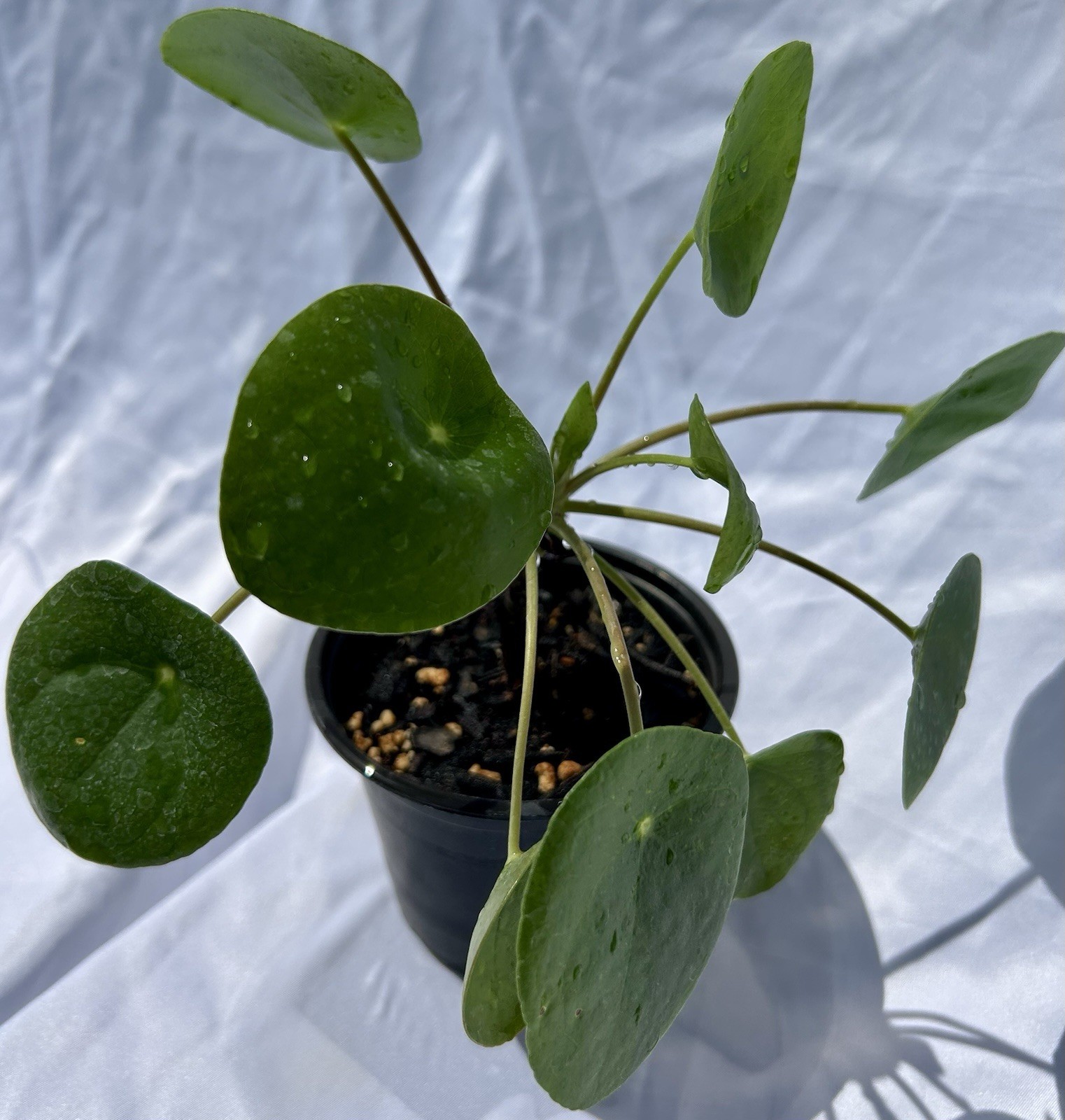 Chinese Money Plant – Pilea Peperomioides | Live Plant in 4”Pot