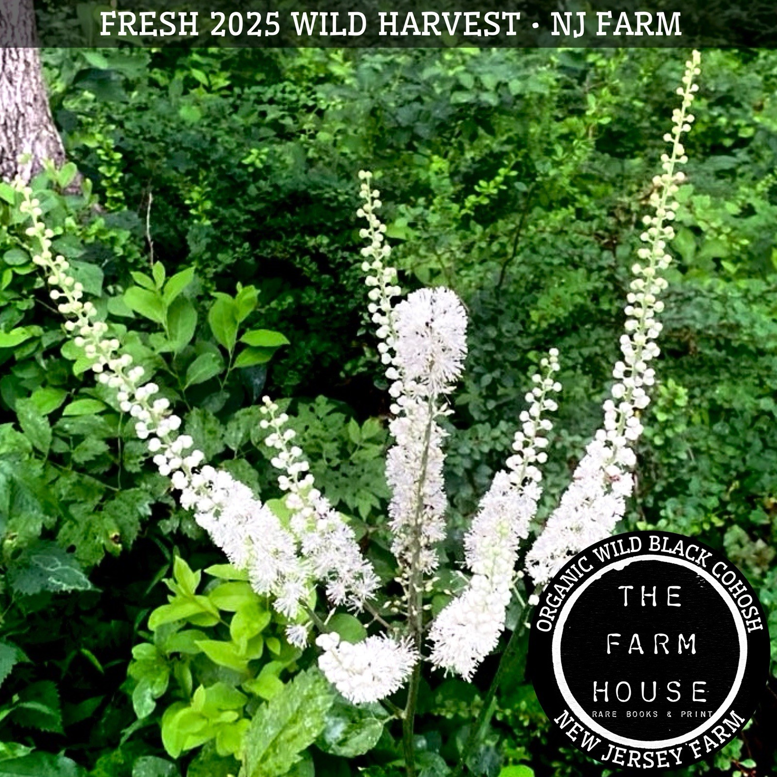 1 oz + ORGANIC WILD WHOLE BLACK COHOSH ROOT DRIED – 2025 HARVEST – NJ FARM