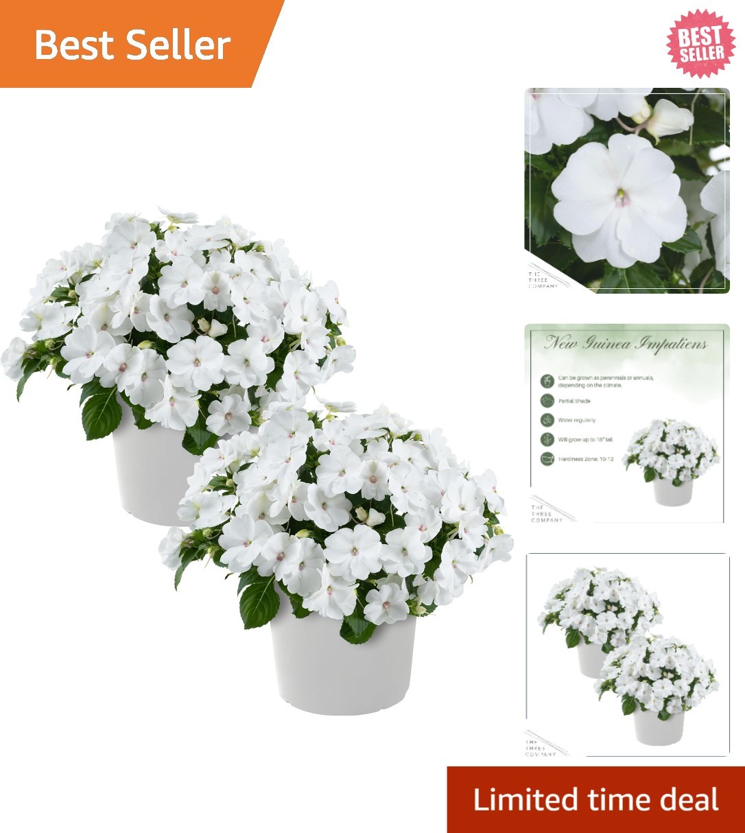 Gorgeous Live New Guinea Impatiens – 2 White Flowering Plants for Outdoor Charm