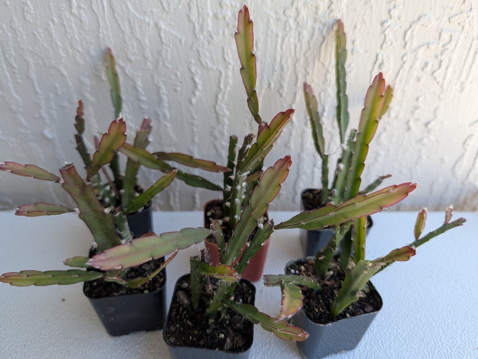 “Rhipsalis Cactus” Lepismium Cruciforme Rooted Cuttings In 2 “Pot