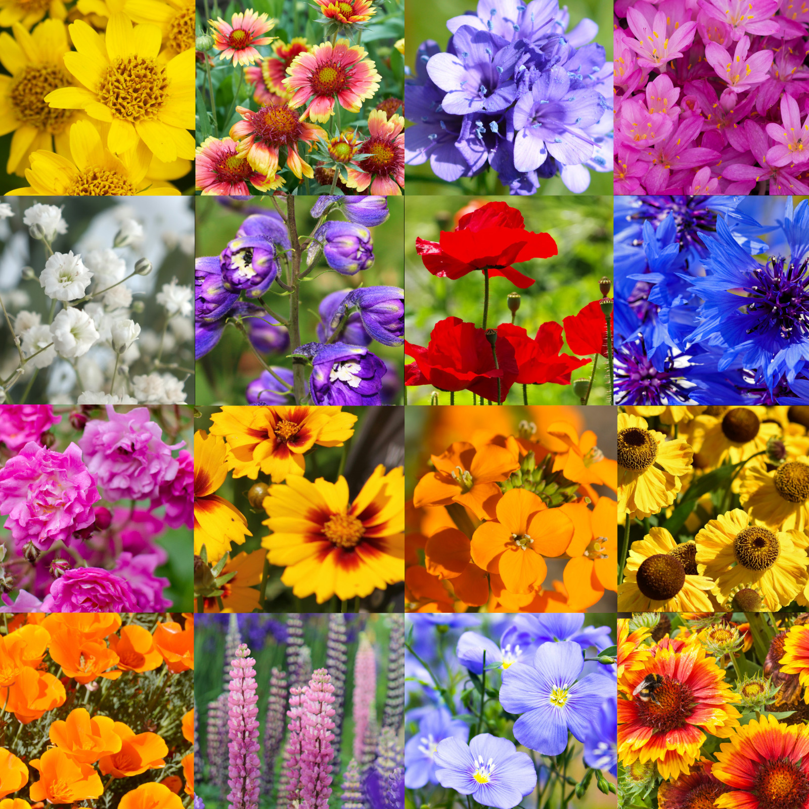 1 Pound Northern Nevada Western Bulk Wildflower Seed Mix 1lb Covers 3,200sq-ft