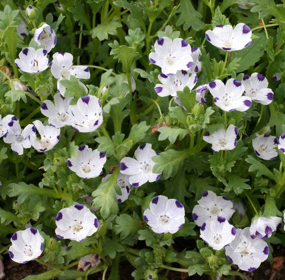 Five-Spot / Buffalo Eyes Nemophila Native Sun or Shade Spring Non-GMO 200 Seeds!