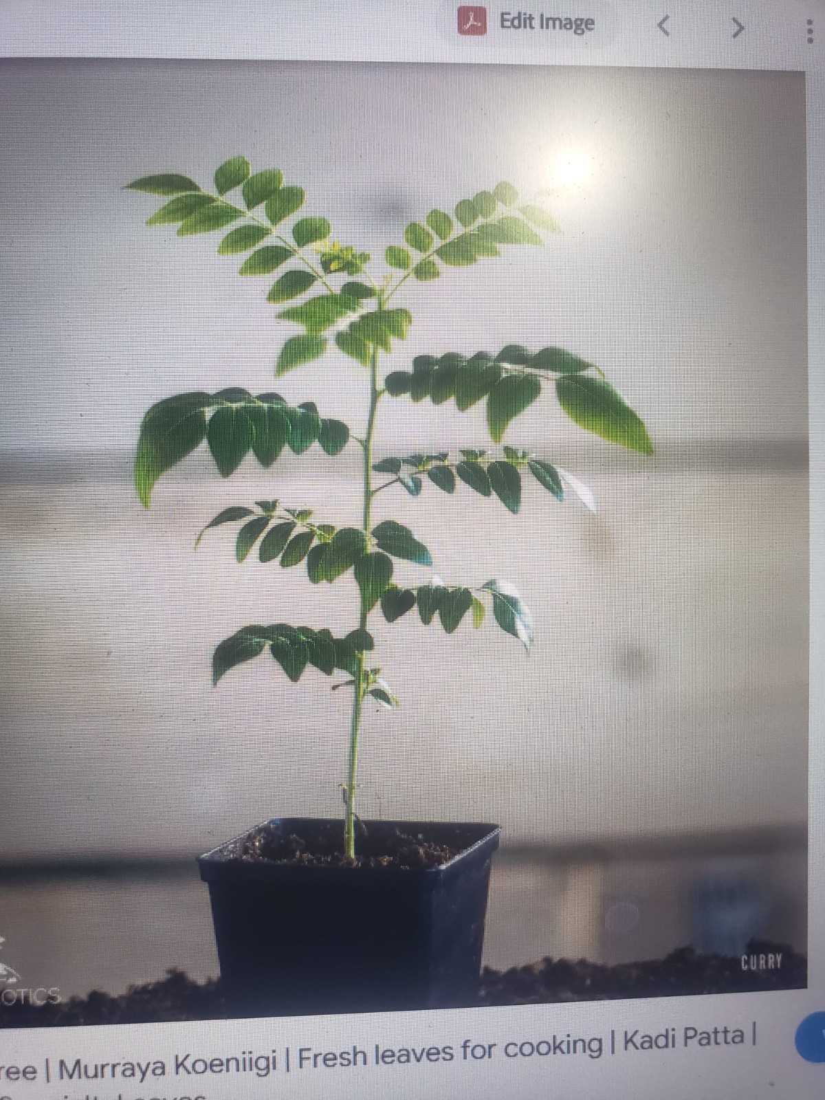 Organic Curry Leaf (Murraya koengini) Plant 12 Inches + USA Seller-Free Shipping